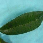 Aspidosperma album Leaf