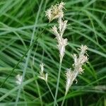 Carex brizoides Blomst