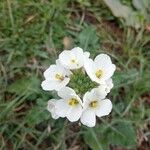 Diplotaxis erucoidesFlower