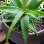 Aloe ciliaris Folha