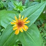 Zinnia peruviana Flower