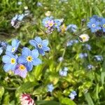 Myosotis arvensisBlomma