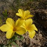 Linum campanulatum आदत