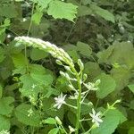 Ornithogalum pyrenaicum 花