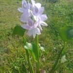 Eichhornia crassipesЦветок