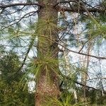Pinus resinosa Blad
