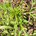 Cosmos parviflorus برگ