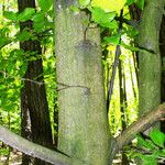 Carpinus orientalis Bark