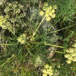 Lomatium dasycarpum Цвят