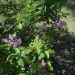 Weigela florida Blomst