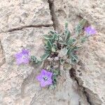 Campanula mollis Flower