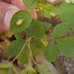 Crotalaria pallida Лист