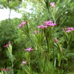 Dianthus armeria आदत