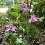 Aquilegia vulgarisVirág