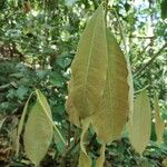 Pouteria triplarifolia Hoja