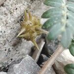 Tribulus terrestris फल