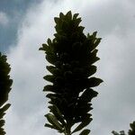 Euphorbia neriifolia Bark