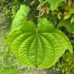 Dioscorea sansibarensis Lehti