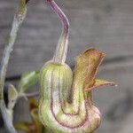 Aristolochia californica Λουλούδι