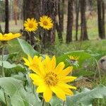 Wyethia sagittata Kvet