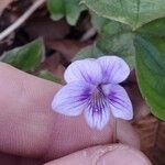 Viola rostrata Flower