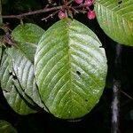 Davilla nitida Yaprak