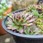 Sempervivum calcareum Blad