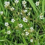 Saxifraga granulata Habit