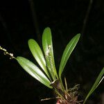 Stelis argentata Leaf