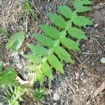 Cirsium erisithales Leaf