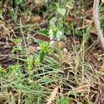 Leucas glabrata Floare