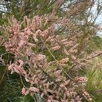 Tamarix parviflora ᱵᱟᱦᱟ
