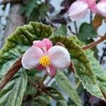 Begonia veitchii Flower