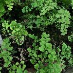 Adiantum raddianum Leaf