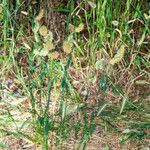 Cynosurus echinatus Libunga