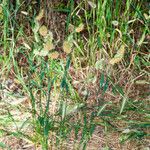 Cynosurus echinatus Habit