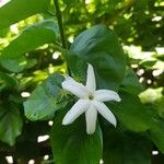 Jasminum neocaledonicum Blüte
