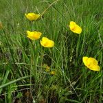 Eschscholzia lobbii Hàbitat