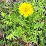 Taraxacum campylodes Листок