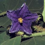 Solanum crinitum Květ