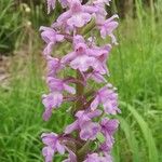 Gymnadenia densifloraFlower