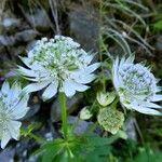 Astrantia major Virág