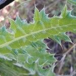 Tyrimnus leucographus Leaf