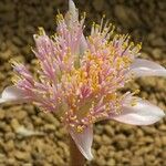 Haemanthus barkerae Flor