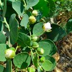 Capparis spinosaFlower