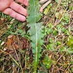 Cirsium dissectum Φύλλο