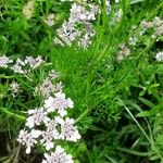 Coriandrum sativum Flower