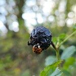 Rosa spinosissima Fruit