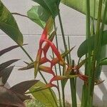 Heliconia bihaiÇiçek