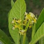 Psychotria micrantha Flower